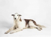 Thomas Grünfeld, Misfits: St Bernard Sheep