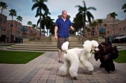 A local dog groomer and shop owner takes his two poodles for a walk in Mizner Kark.  Boca Raton, Florida. Team Miami ® Scott Schmidt