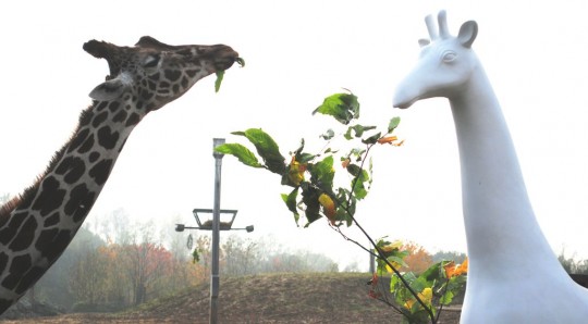 Its Pygmalion all over again for a giraffe at Colchester Zoo