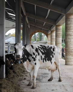Inspired by Palladio:  Cowshed in Somerset by Stephen Taylor Architects ©  David Grandorge