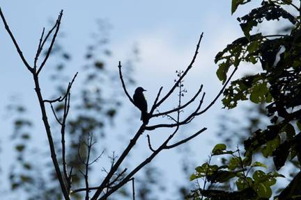 Ahai, Brown-eared Bulbul, 2008-2010, C-print